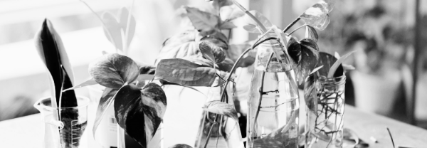 물꽂이 번식 ③ 물 고르기