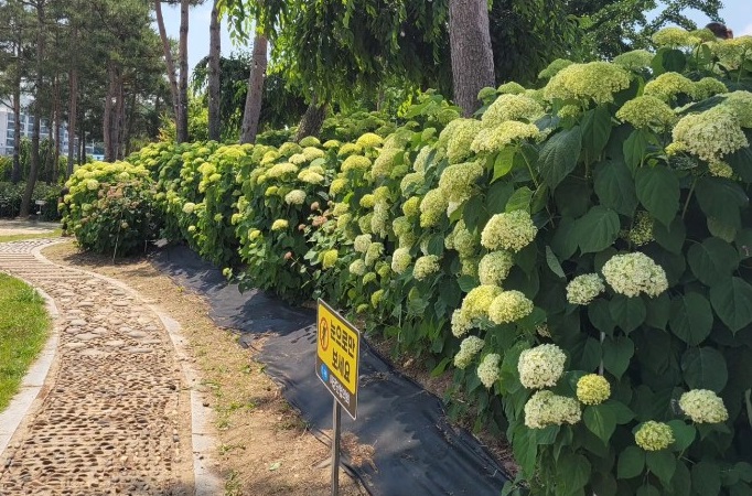 공주 수국 축제