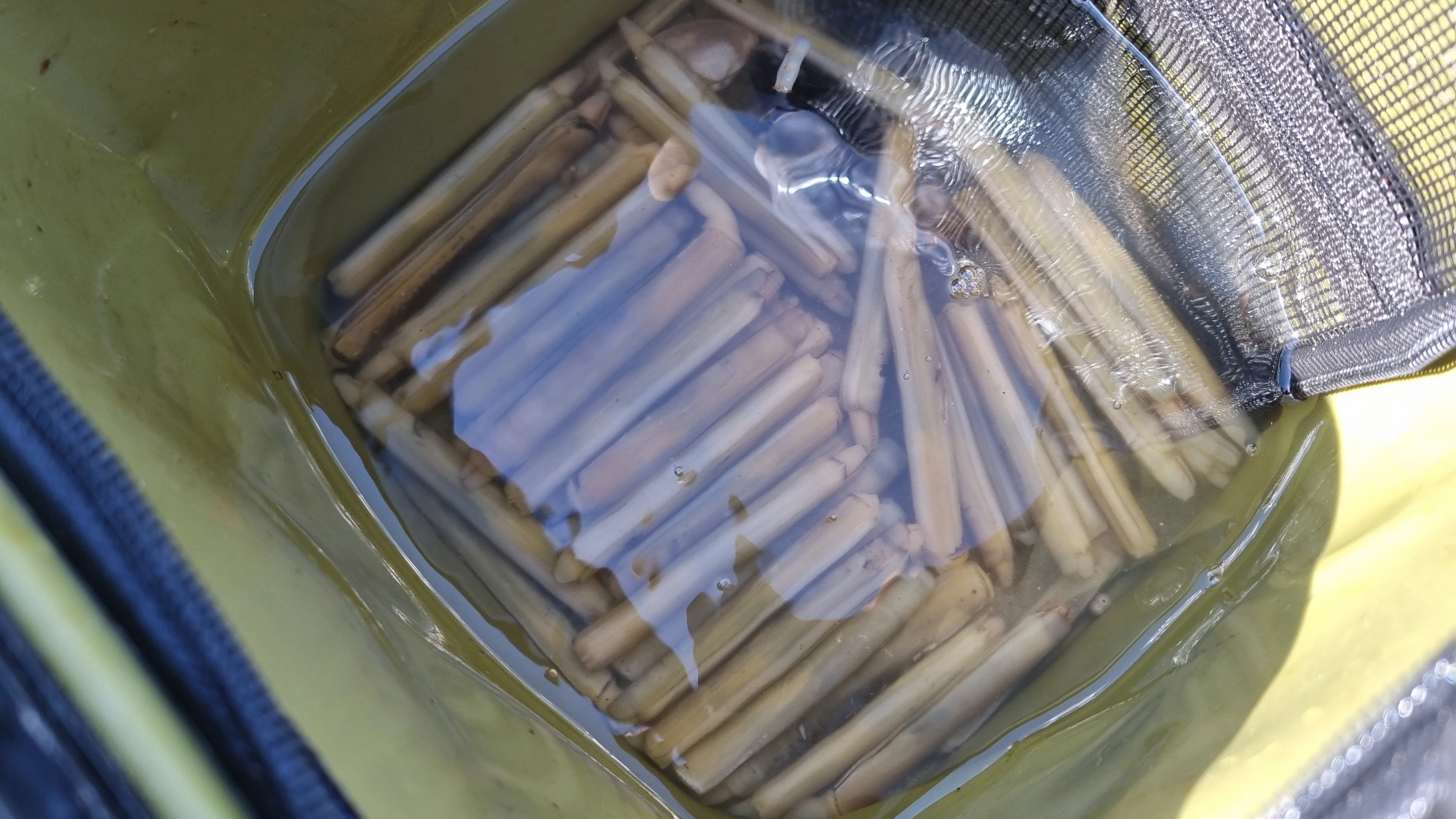 맛조개 잡은 모습