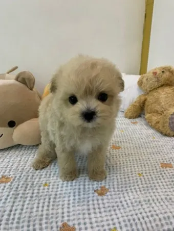 말티푸가격 2024년 솔직한 분양가 정보_10