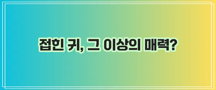 스코티시 폴드 정말 매력적인 고양이 품종이네요!