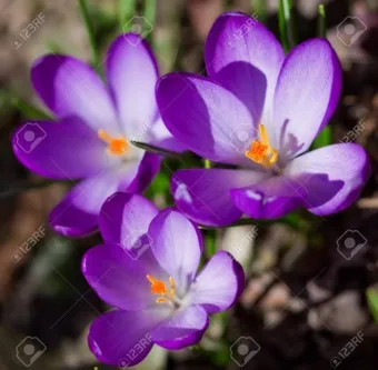 크로커스 꽃 키우기 구근 심기 꽃말 월동 똥손도 잘키우는 팁_4