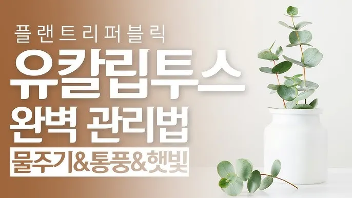 유칼립투스 물주기 향기유지 가지치기 환기관리 실내에서 키우는 요령_2