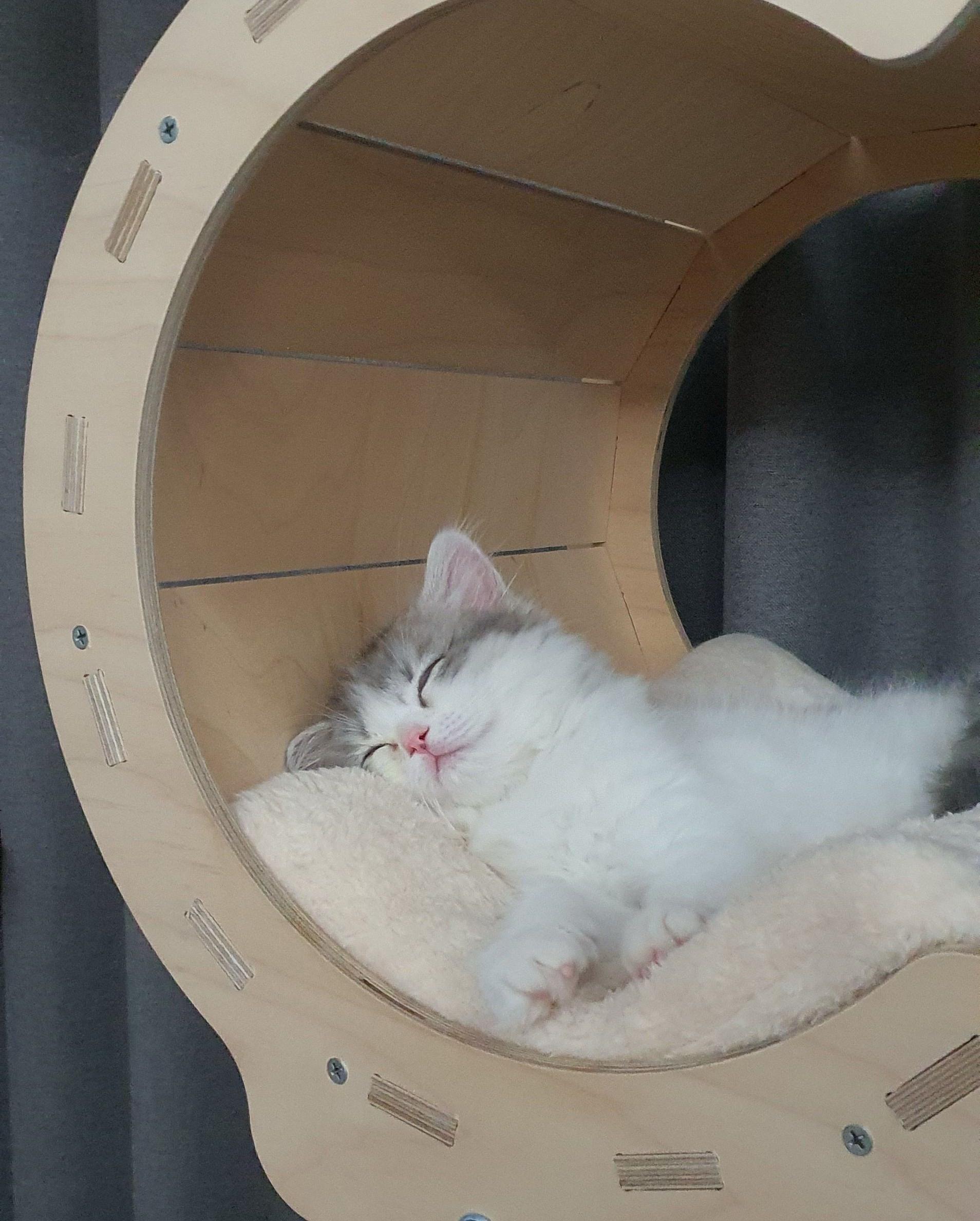 2022.02.13 쿵이는 캣타워러버