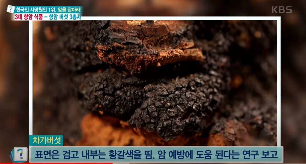 3대 항암버섯 3총사: 상황버섯 영지버석 차가버섯 효능과 복용법