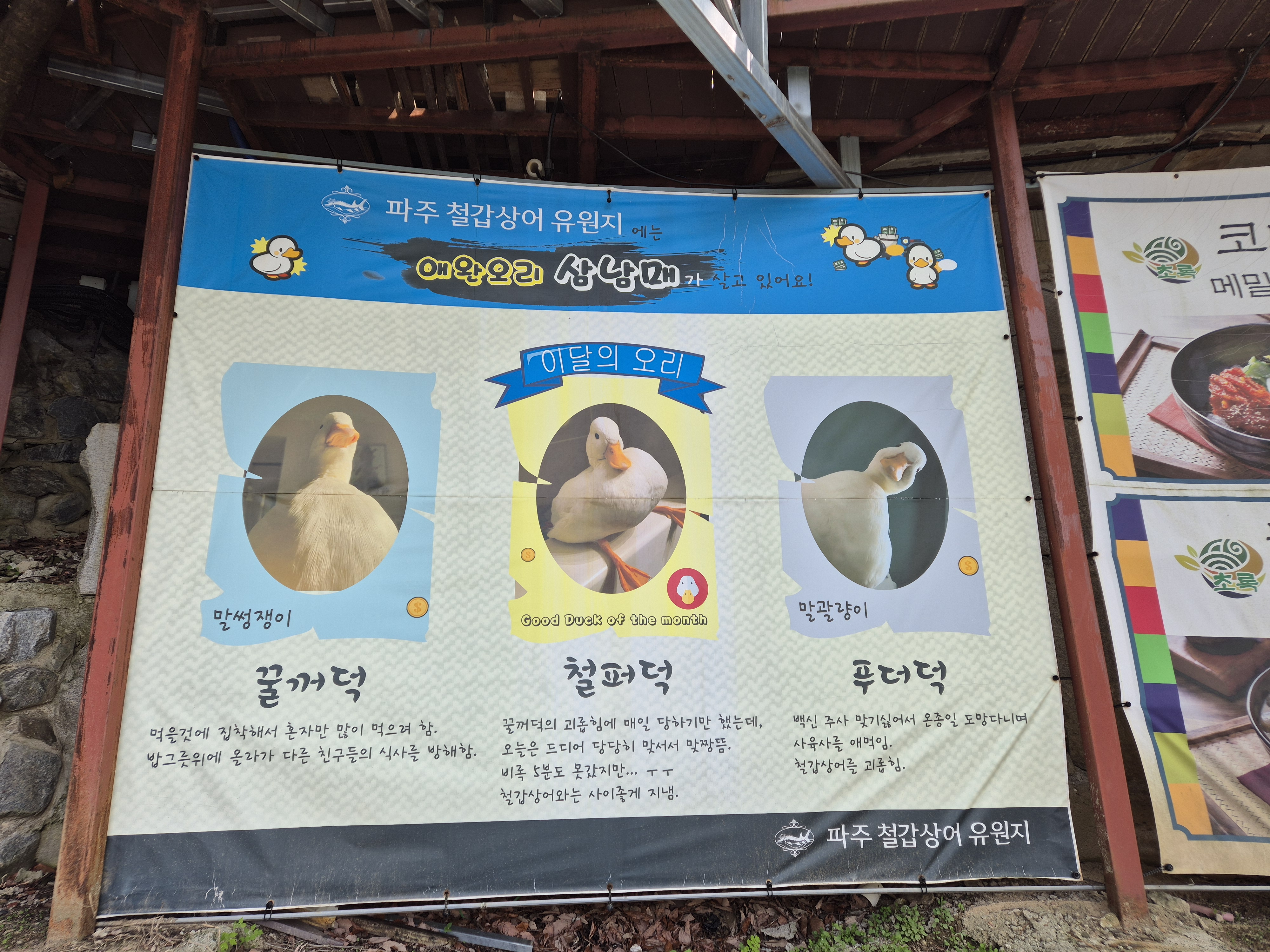 파주 마장호수 애완오리 삼남매