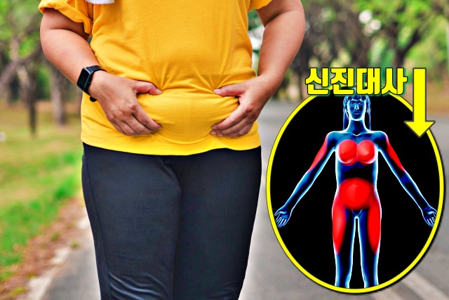 갑자기 뱃살이 찌는 이유 갱년기 증상 신진대사, 팔뚝살, 여자 뱃살, 남자 뱃살, 건강 다이어트 팁줌 매일꿀정보
