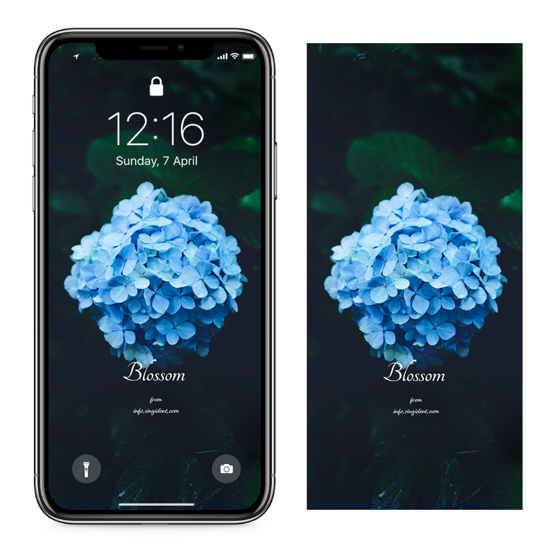 08 비에 젖은 수국꽃 C - Blossom 꽃배경화면