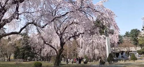 수도권 봄꽃 여행지, 봄꽃 축제