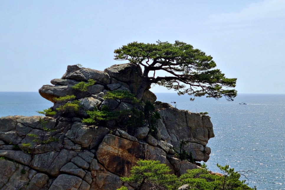 하조대