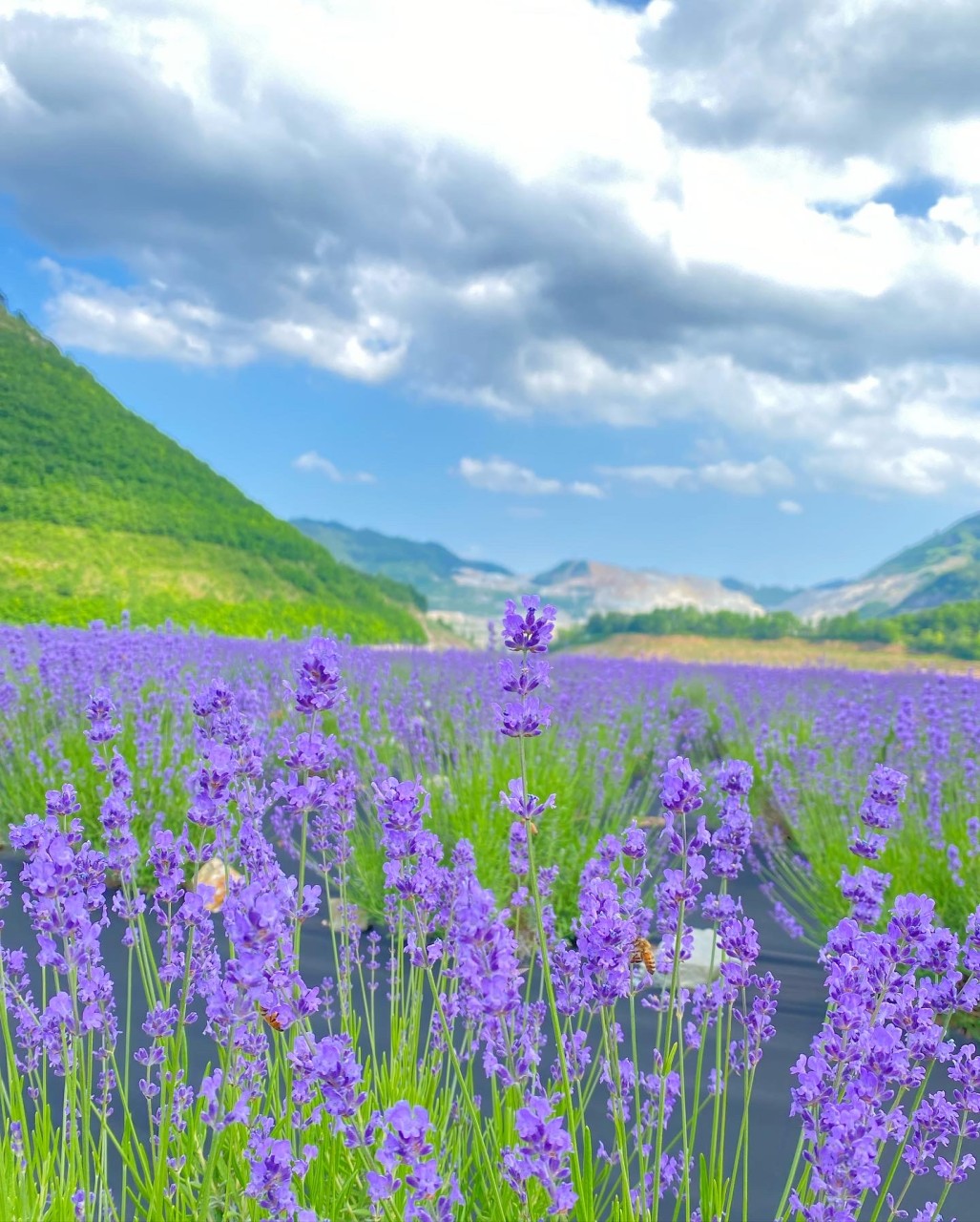 무릉별유천지 라벤더축제