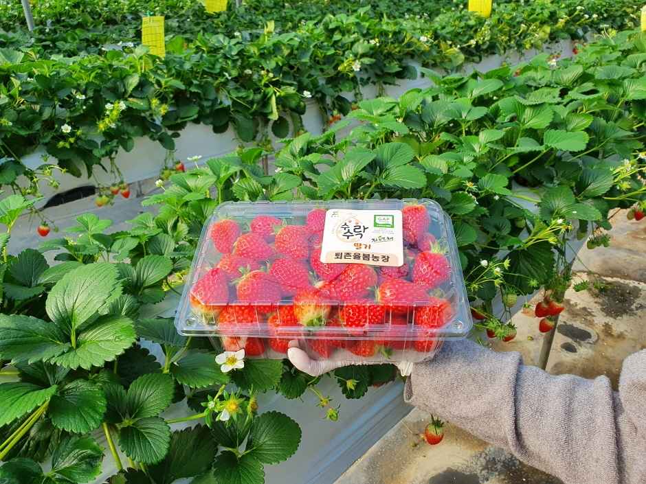 율봄식물원 딸기 시즌