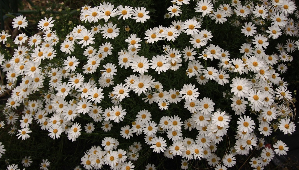 가을에 피는 꽃 종류 구절초