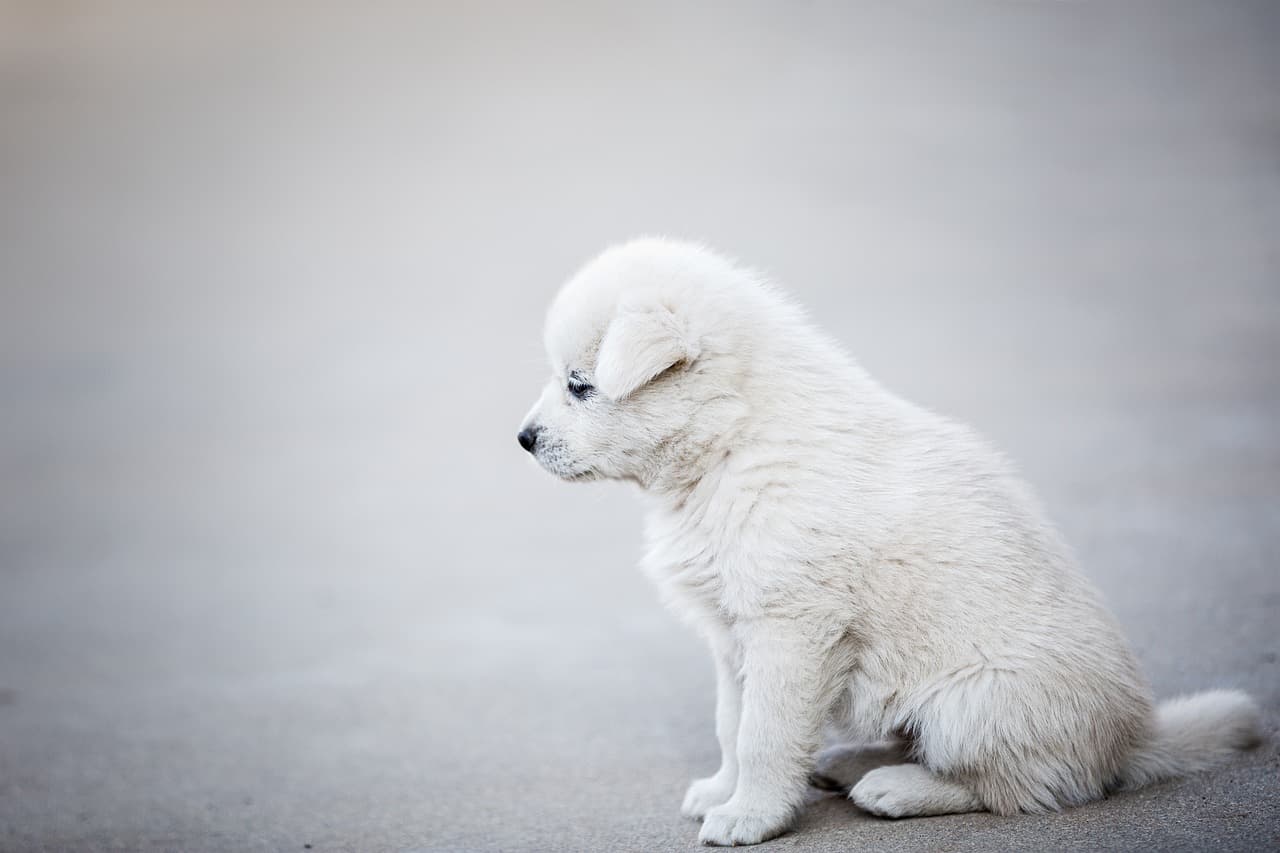🐶 강아지와 함께 건강하고 행복한 삶을 사는 법!