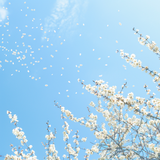 2024년 벚꽃 개화 시기