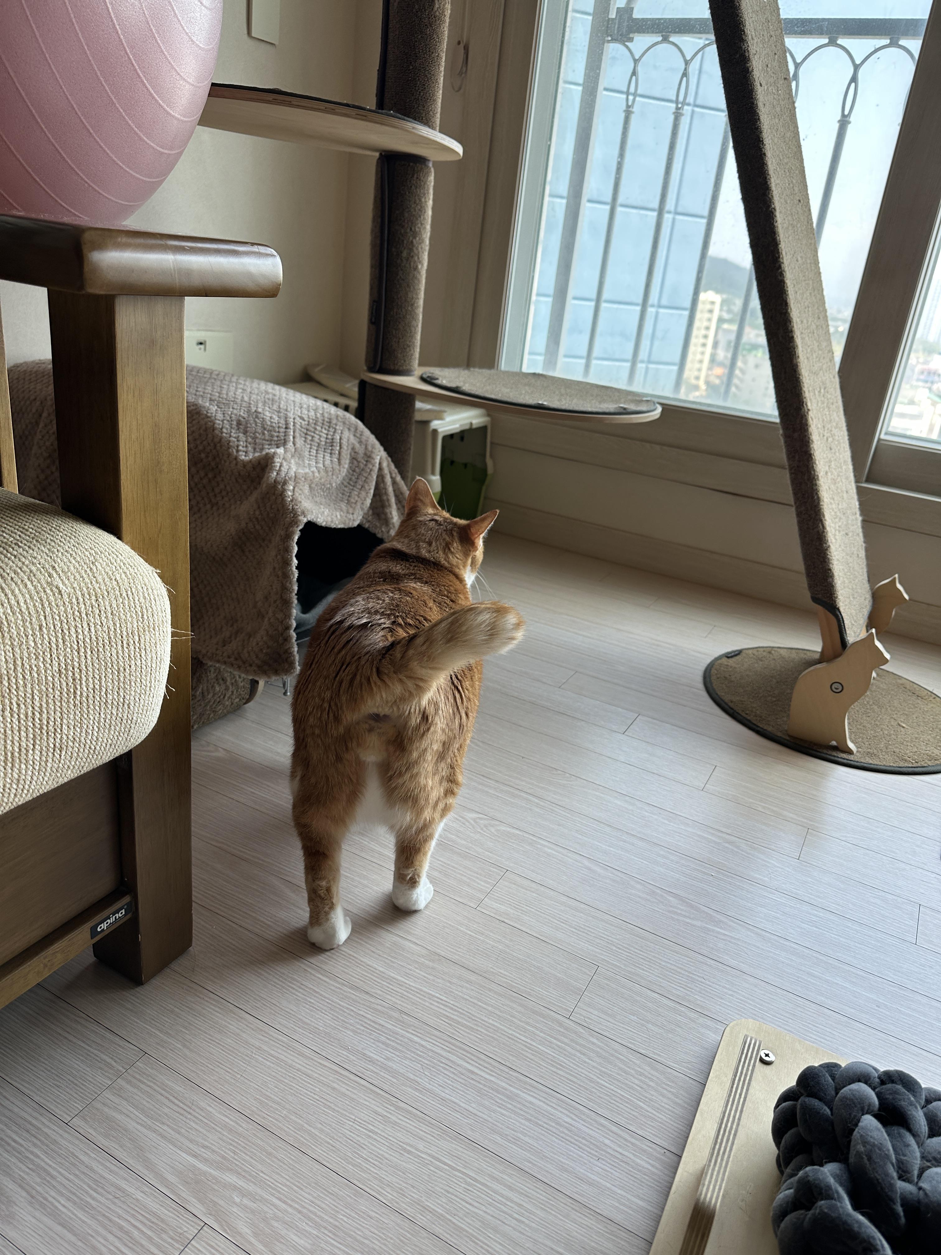 신난_치즈냥이_호야_궁댕이