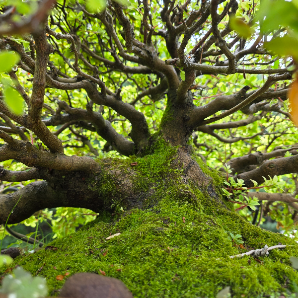 분재 내부 모습, 섬세하게 가꾸어진 작은 나무, inside the bonsai tree