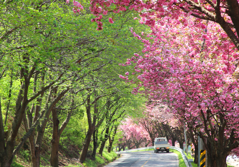 산청 겹벚꽃길