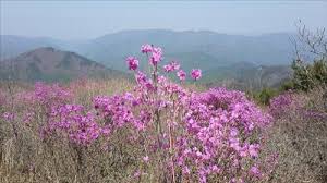 제 28회 비슬산 참꽃문화제 특징