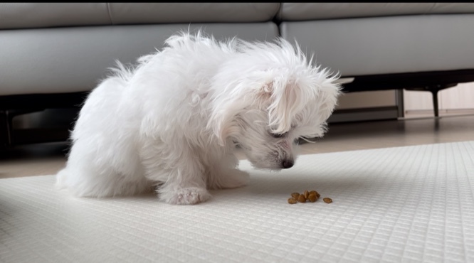 먹성-좋은-강아지가-지방종을-관리하기-위해서-소식하고-있는-모습