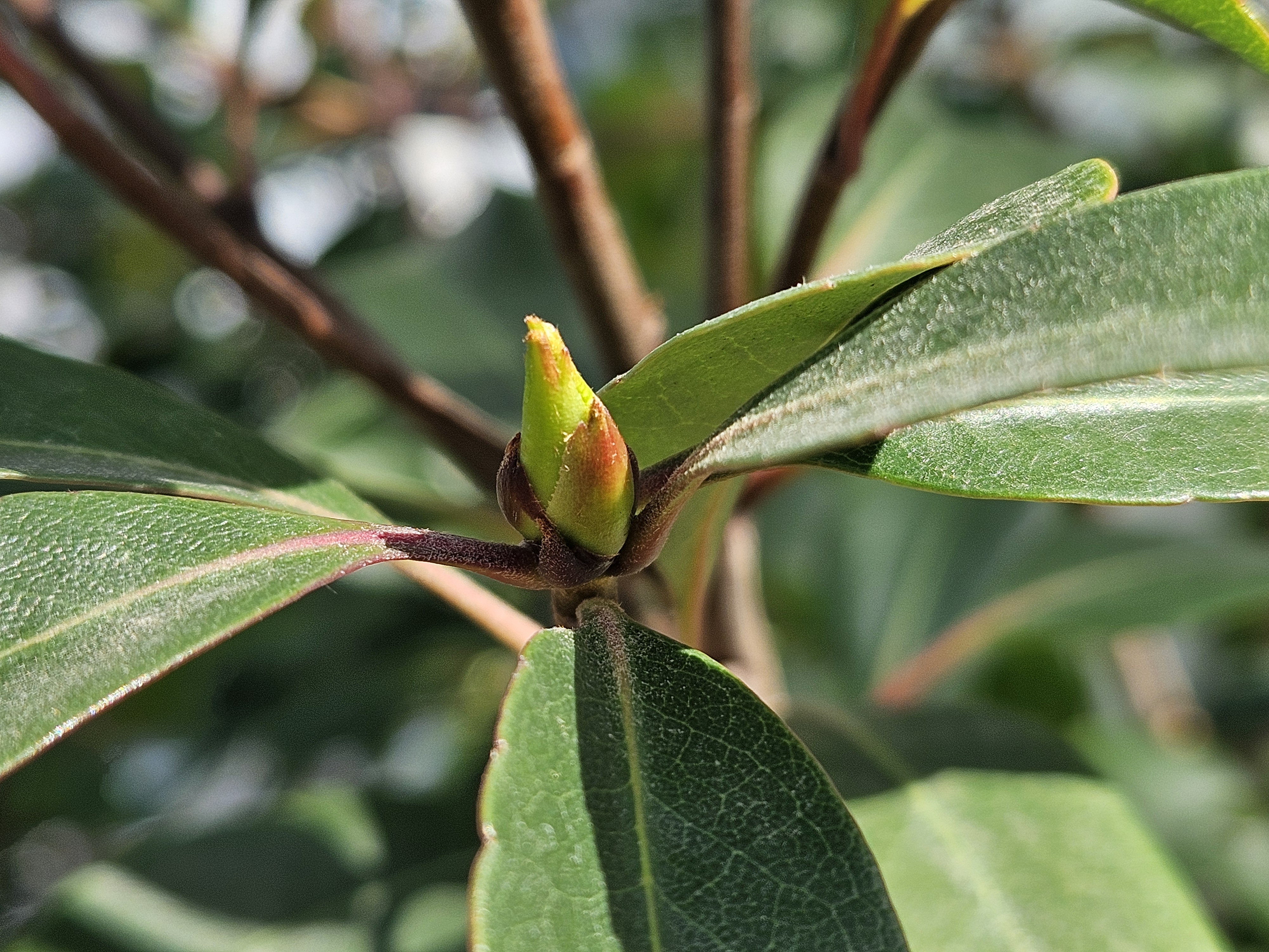 다정큼나무 겨울눈