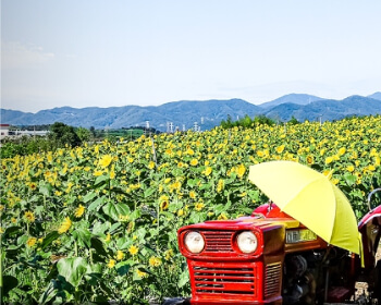 강주 해바라기 축제_12