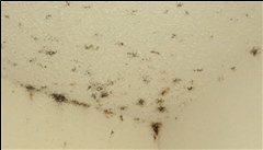 빈대 퇴치법과 효과적인 빈대 퇴치제