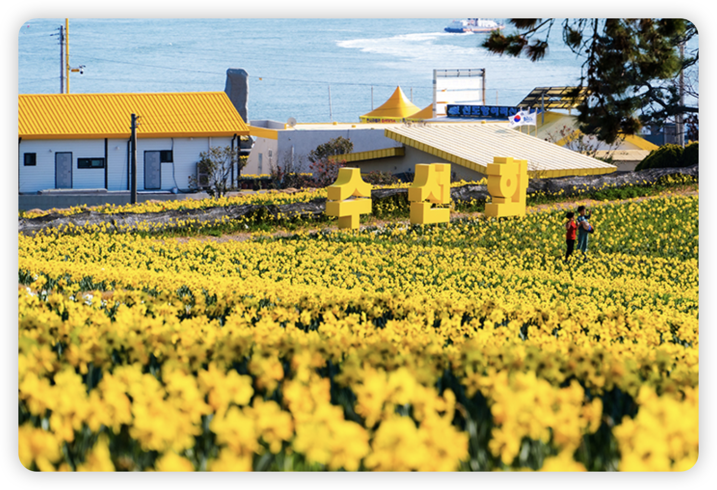 신안-수선화-축제