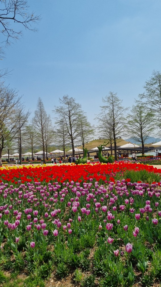 순천만국가정원 4월 튤립축제 포토존