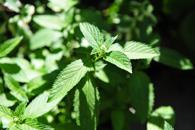 무릎에 물이 차는 증상 4