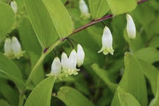 둥글레차 효과 물대신 효능과 부작용 만드는방법 총정리