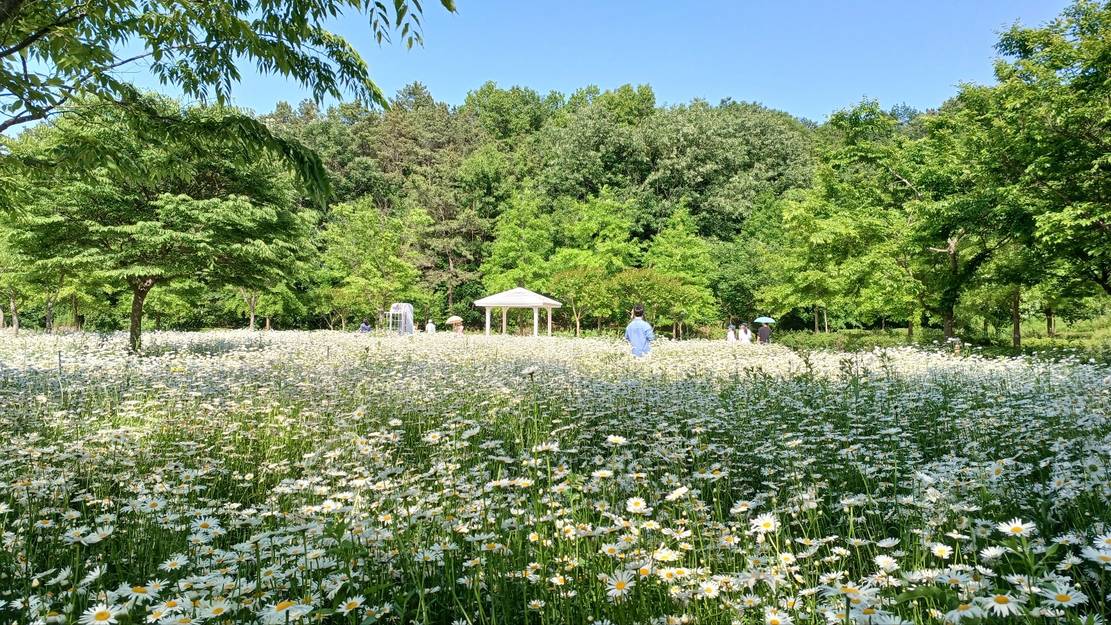 함안 악양생태공원 샤스타데이지9