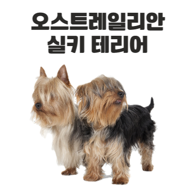 오스트레일리안 실키 테리어(Australian Silky Terrier) 이미지