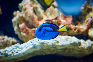 아쿠아플라넷 일산