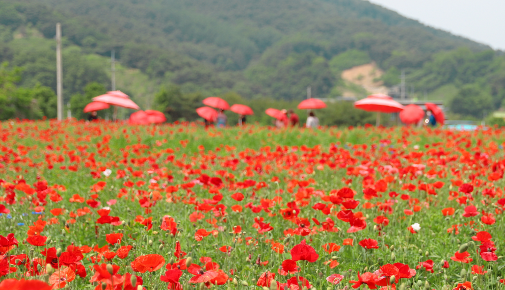 원주 용수골꽃양귀비축제