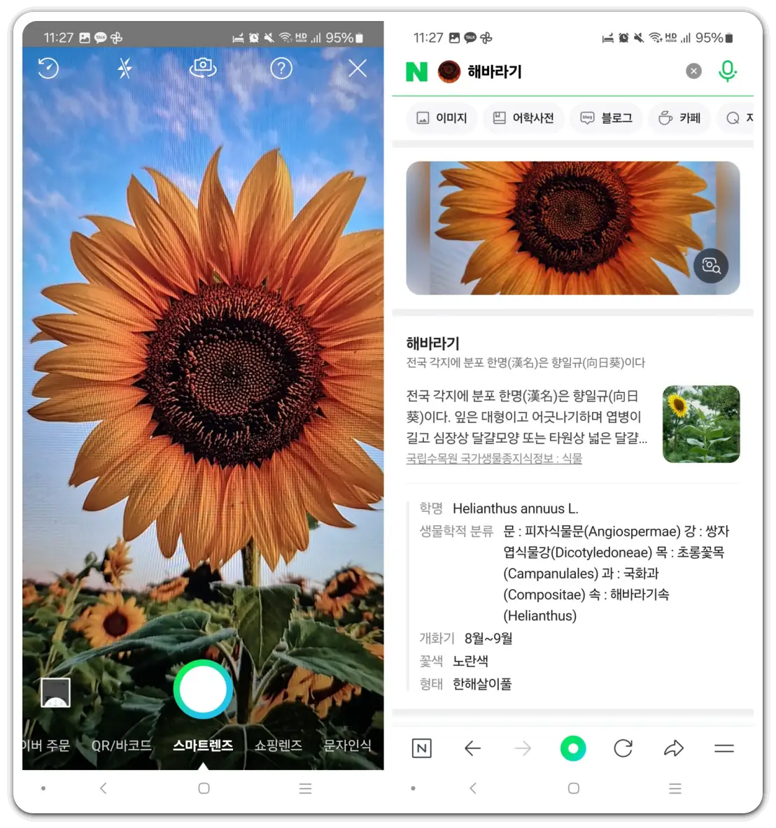 꽃-나무-이름-찾기-검색-방법