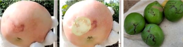 사과나무-복숭아심식나방-병충해-병징-증상-방제법