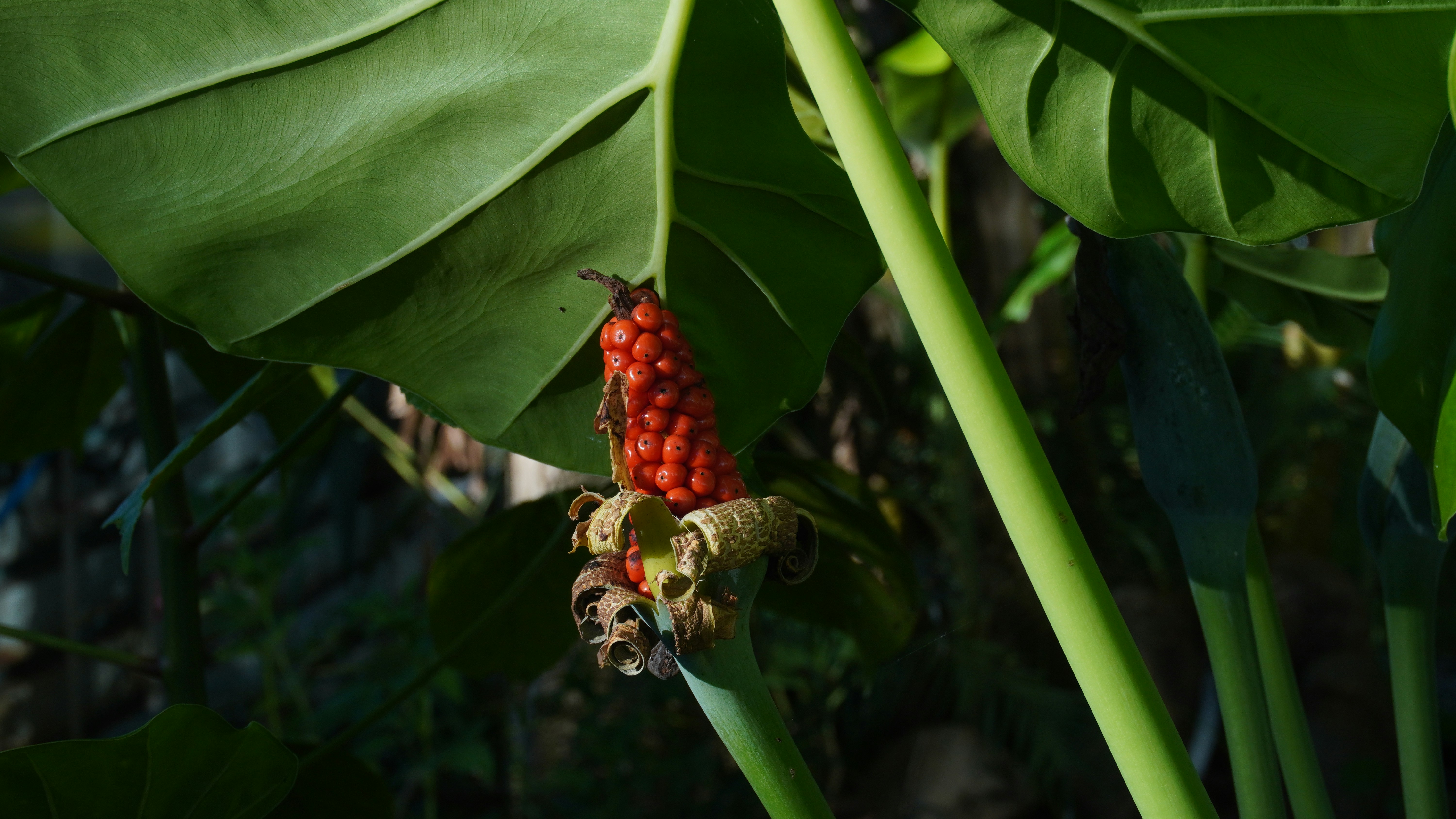 니파- 바이러스- 2026년 -23