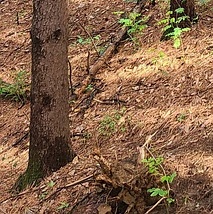 자연휴양림 모습