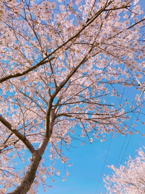 여의도 봄꽃축제