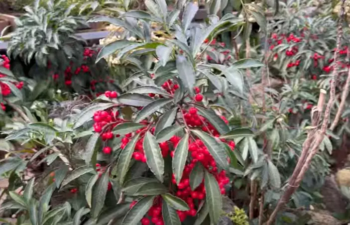 겨울방학 국내 여행지- 초록색 나뭇잎 사이사이 빨간 열매들