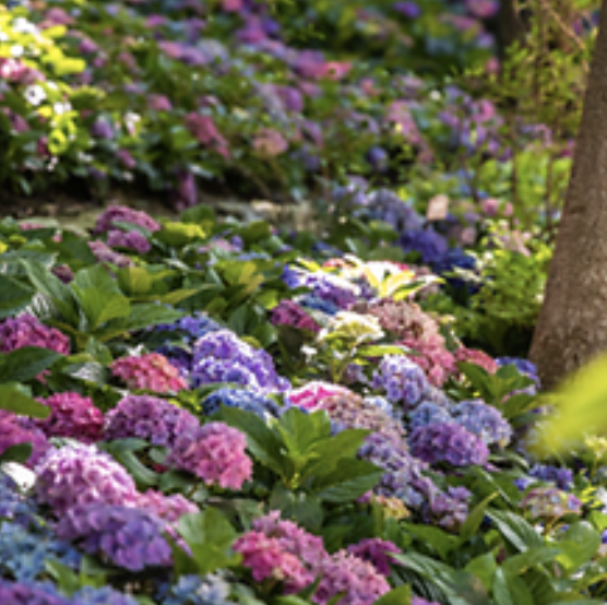 화담숲 수국축제