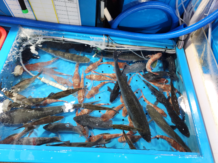 죽도시장 내 횟집 수족관에 수십 마리의 물고기가 헤엄치고 있다