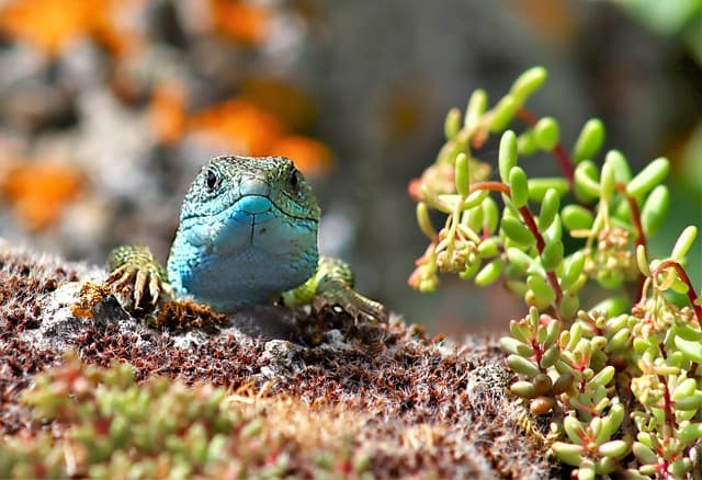 애완 파충류의 인기 상승