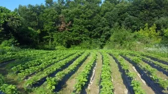 비료 주는 시기 기비 추비 요소 인산 가리 엽면시비_11