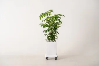 녹보수 물주기 광량관리 환기요령 비료주기 침실 거실 추천_10