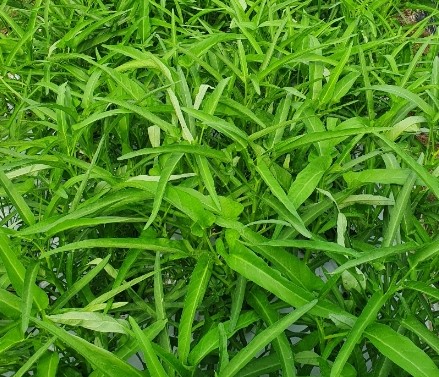 공심채(모닝글로리) 키우기(재배법) 씨앗, 모종, 파종시기, 물주기, 수확