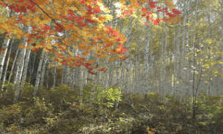 기차여행 단풍특선 추천