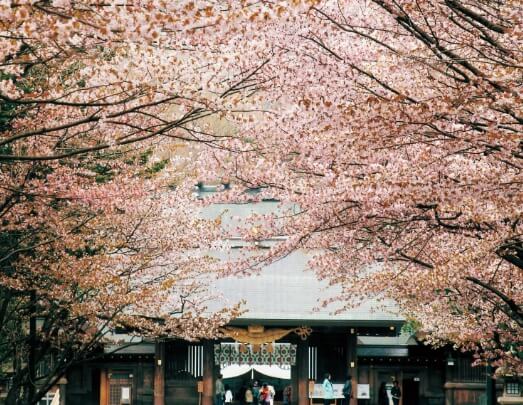 삿포로 벚꽃명소