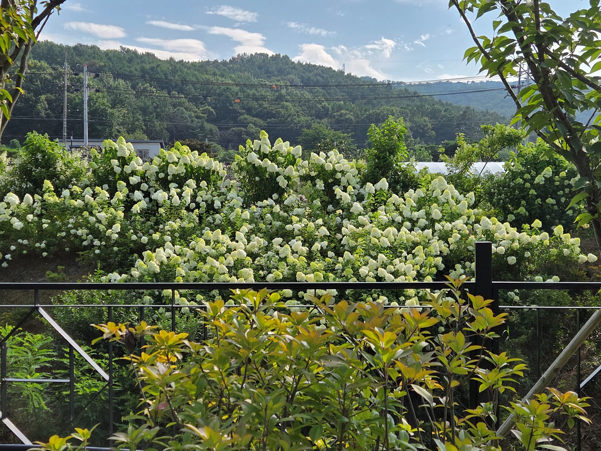 강화도 대형카페 두운리, 초록의 목수국 정원까지 즐기는 강화도 갈만한곳